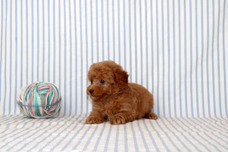 puppy, for, sale, Shi Poo, Matthew B. Stoltzfus, dog, breeder, Gap, PA, dog-breeder, puppy-for-sale, forsale, nearby, find, puppyfind, locator, puppylocator, aca